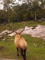 Omega-Wildlifepark - Wapiti