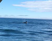 Orca