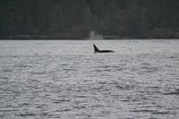 Orcas