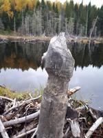 Ost-Kanada zum Indian Summer - Bieberbau am Lac Taureau