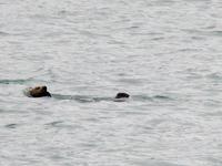 Otter