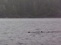 Otterfamilie