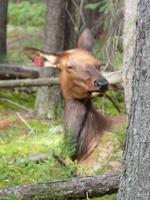 P1020424--Wapiti