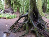 Pacific Rim NP