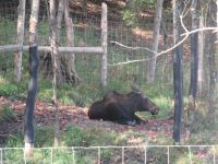 Parc Omega - Elch