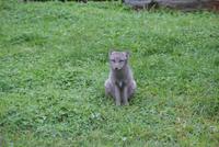 Polarfuchs (2)