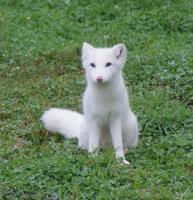 Polarfuchs