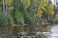 Rehe am Lac Taureau