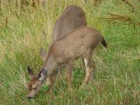Rehe auf Grouse Mt
