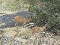 Rehe auf Mt. Tolmie