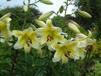 Riesenlilien in Butcharts Garten