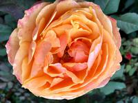 Rose im September