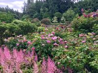 Rosen in Victoria