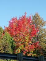 Roter Ahorn 