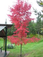 Roter Ahornbaum