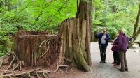 Rotzedern-Stamm an den Shannon Falls