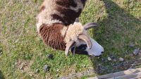 Schaf mit 4 Hörnern auf der O'Keefe Ranch