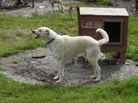 Schlittenhund