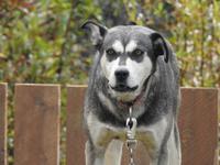 Schlittenhund