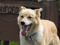 Schlittenhund