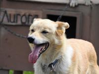 Schlittenhund