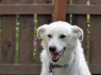 Schlittenhund