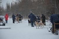 Schlittenhunde 1