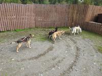 Schlittenhunde