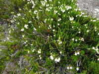 Schneegloeckchen