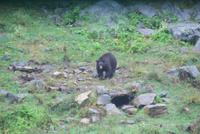 Schwarzbär (3)