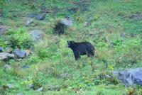 Schwarzbär (4)