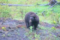 Schwarzbär (5)
