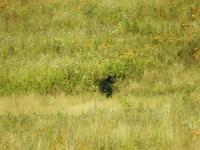 Schwarzbär 