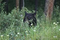 Schwarzbär!