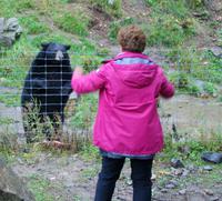 Schwarzbär
