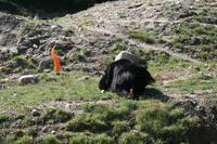 Schwarzbären im Omega Wildpark - mit fliegender Möhre links
