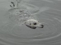 Seehund