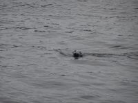 Seehunde