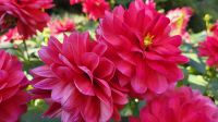 Singlereise Kanada - Butchart Gardens auf Vancouver Island
