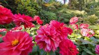 Singlereise Kanada - Butchart Gardens auf Vancouver Island