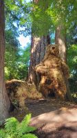 Singlereise Kanada - Butchart Gardens auf Vancouver Island