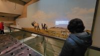 Singlereise Kanada - Head-Smashed-In-Buffalo Jump