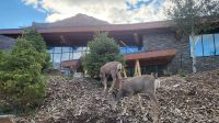 Singlereise Kanada - Rehe in Waterton