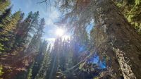 Singlereise Kanada - Wanderung im Maligne Canyon im Jasper Nationalpark