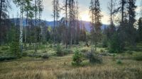 Singlereise Kanada - Wapiti-Hirsche am Morgen
