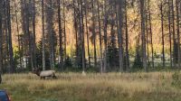 Singlereise Kanada - Wapiti-Hirsche am Morgen