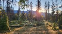 Singlereise Kanada - Wapiti-Hirsche am Morgen