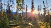 Singlereise Kanada - Wapiti-Hirsche am Morgen