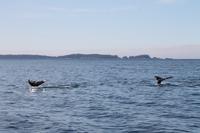 Sitka: Ausflug 
