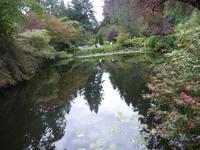 Spiegelung im Teich 